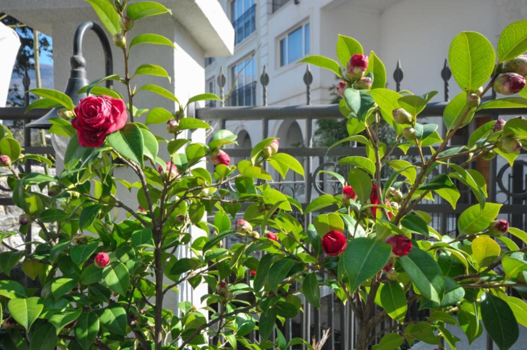 Oasis Seaside Rooms Budva Ngoại thất bức ảnh